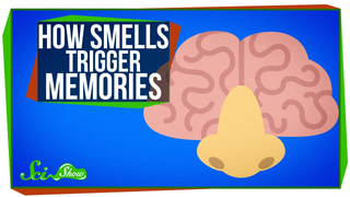 Why Are Smells so Good at Triggering Memories?